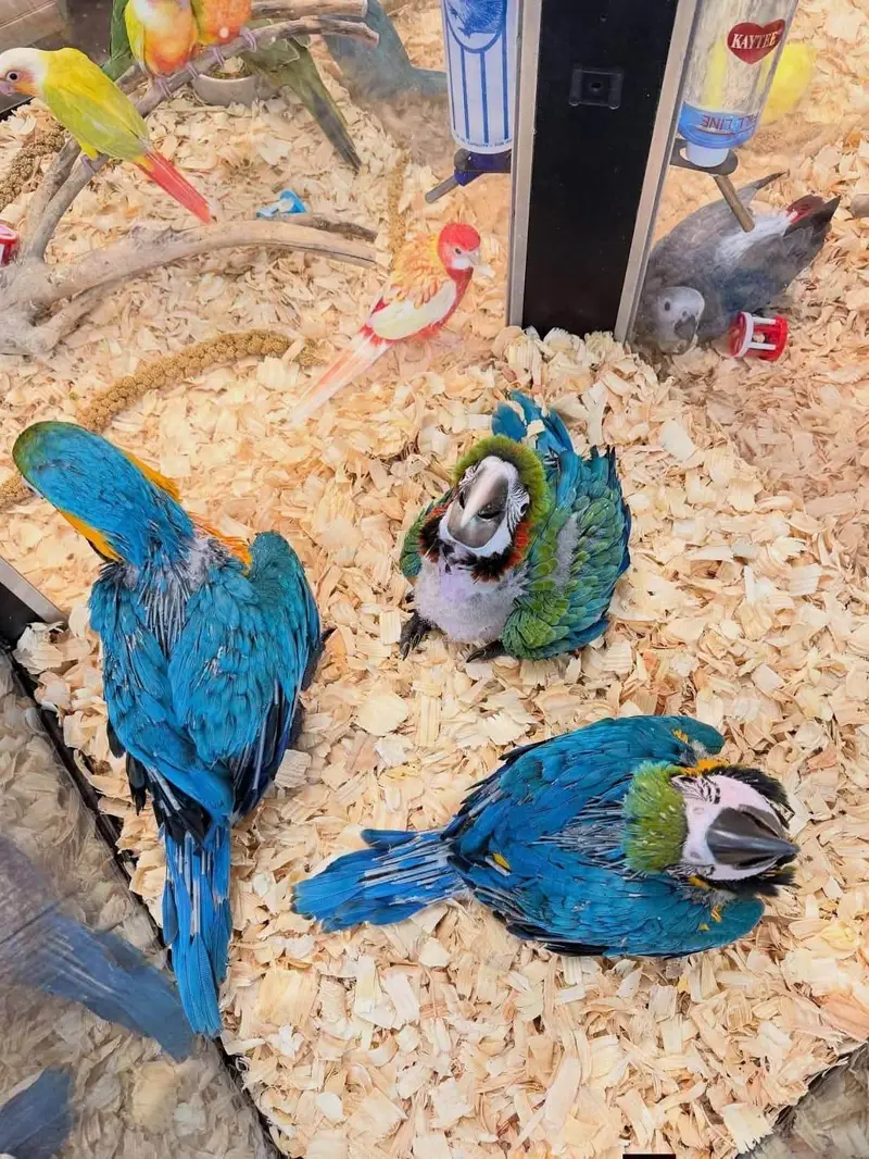 blue macaw parrot for sale 0312/045/4618 — photo 2