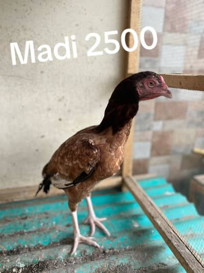 Mainwali Aseel pairs