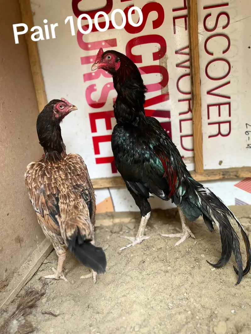 Mainwali Aseel pairs — photo 2
