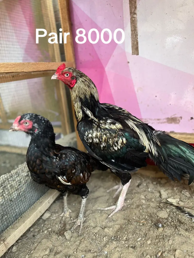 Mainwali Aseel pairs — photo 4