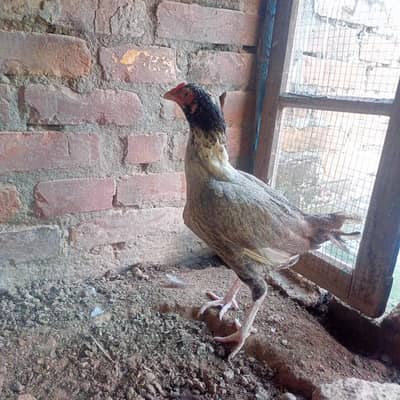 hen for sale