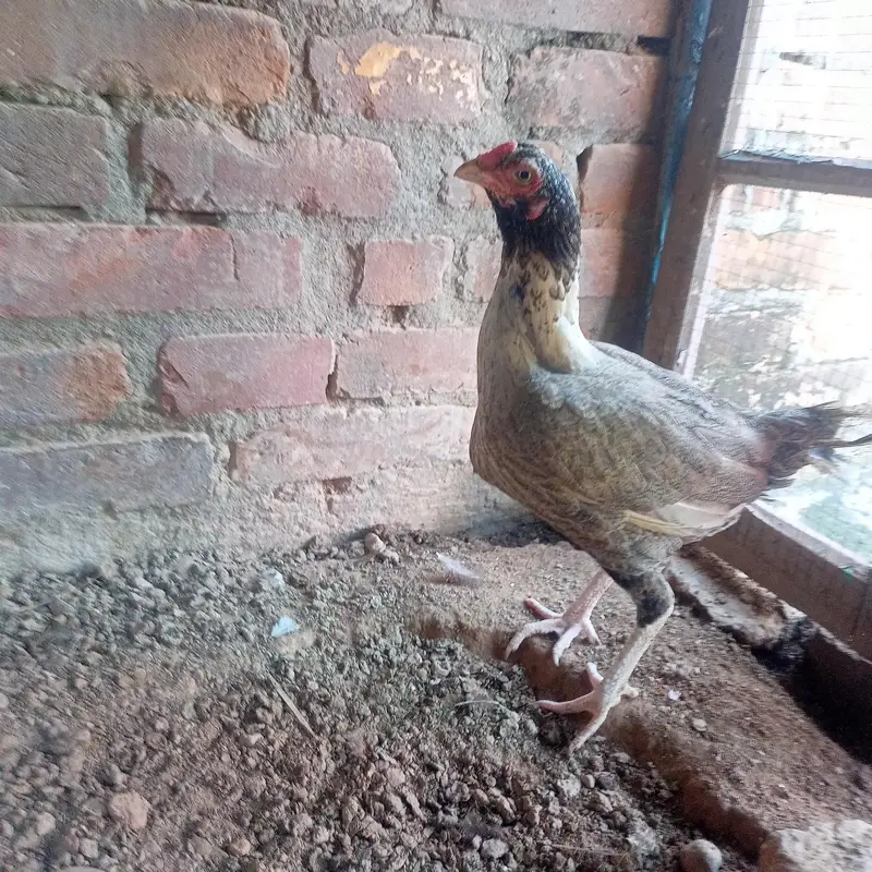 hen for sale — photo 2