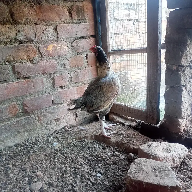 hen for sale — photo 3