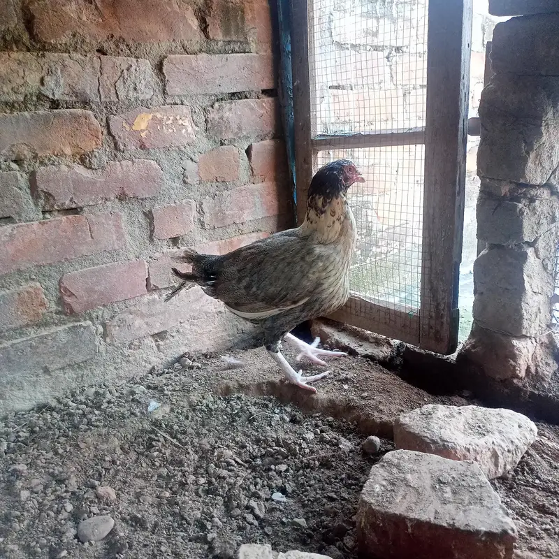 hen for sale — photo 4