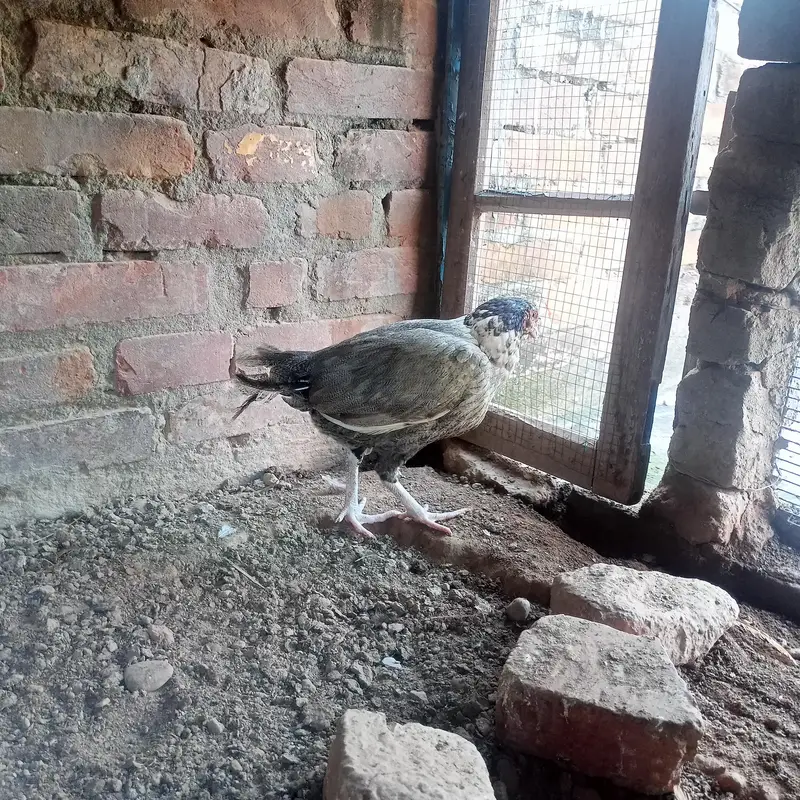 hen for sale — photo 5