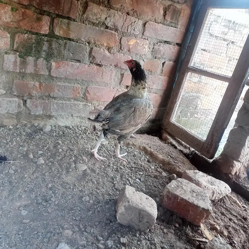 hen for sale — photo 6