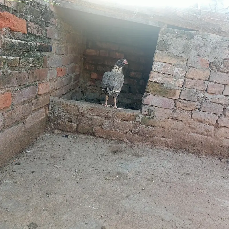 hen for sale — photo 7