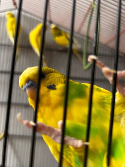 Under size budgie