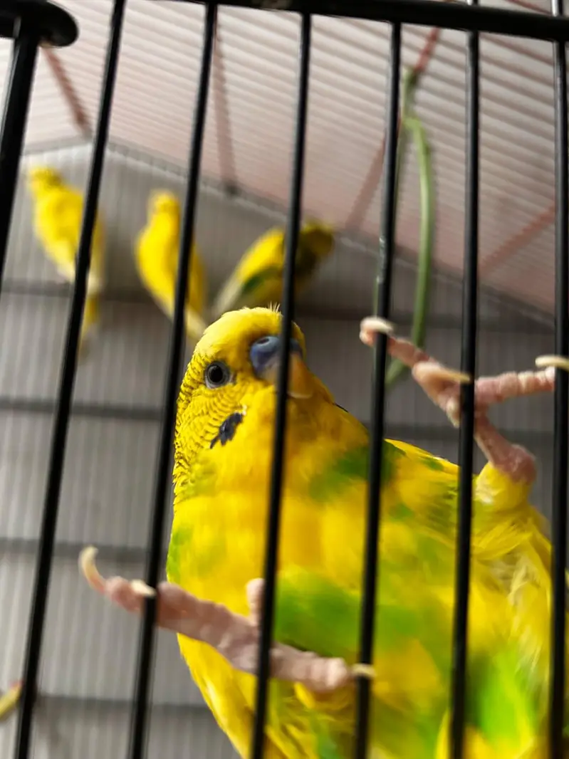 Under size budgie — photo 2