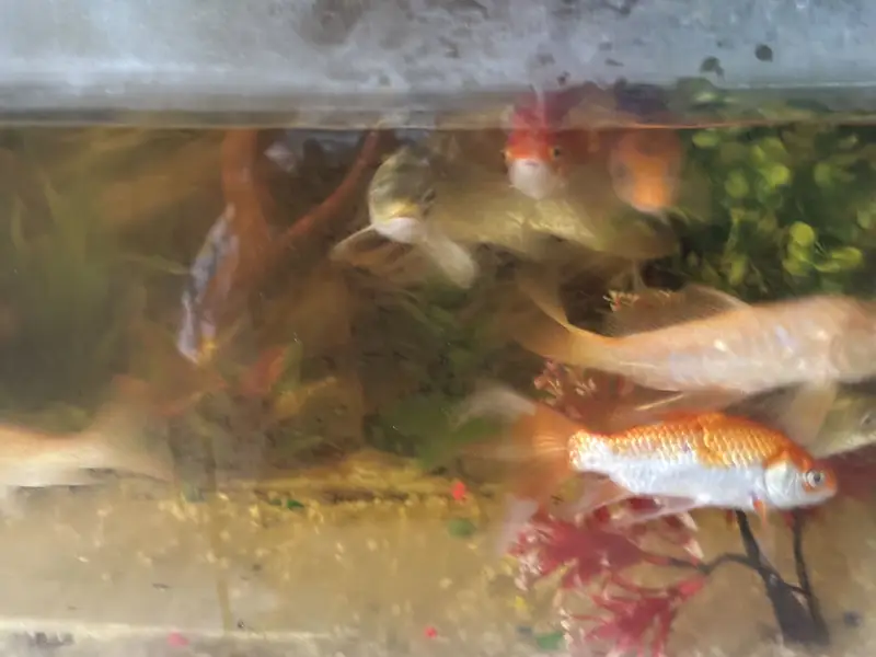 Aquarium with fishes for sale or exchange — photo 3