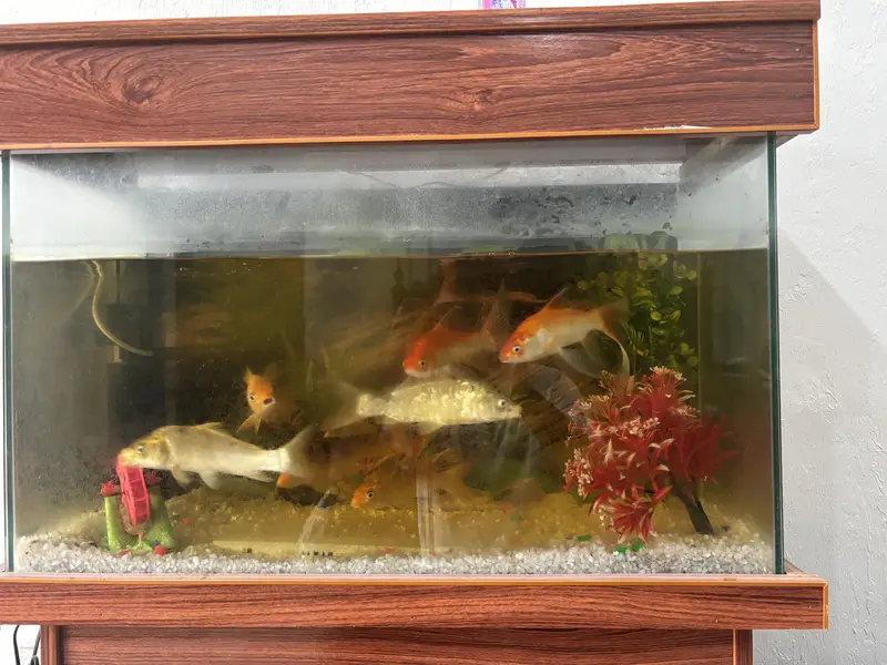 Aquarium with fishes for sale or exchange — photo 4