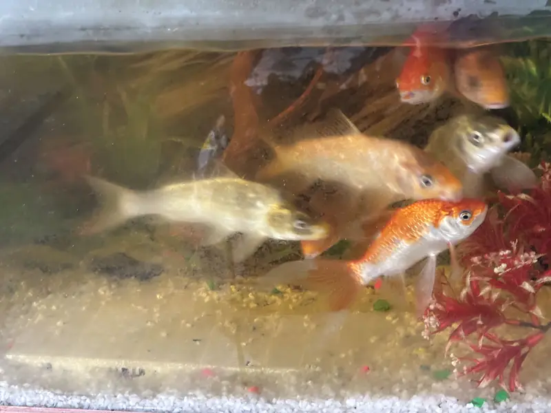 Aquarium with fishes for sale or exchange — photo 7