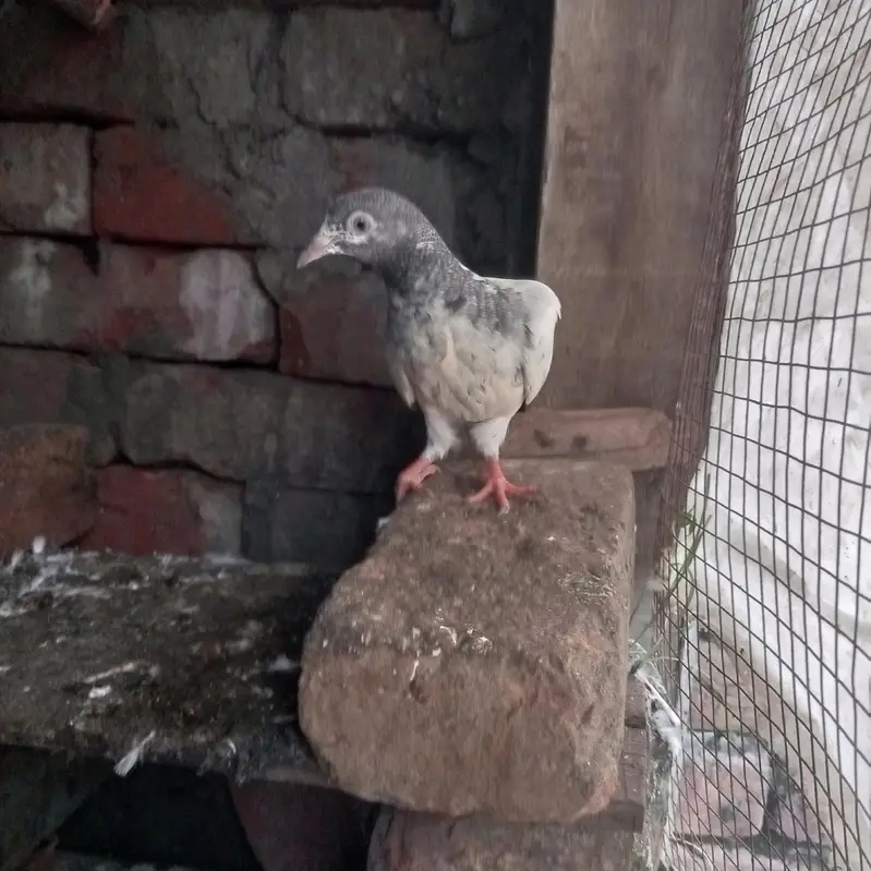 tedyy bachay for sale tdeey salary or mehro wlay tewdy bachay — photo 5