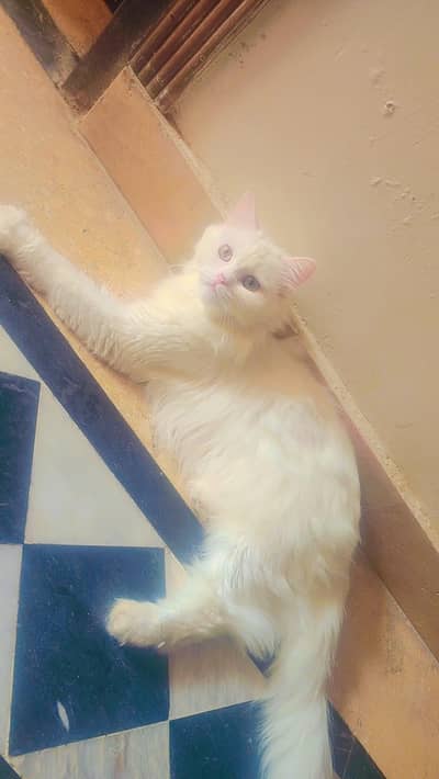 Persian cat