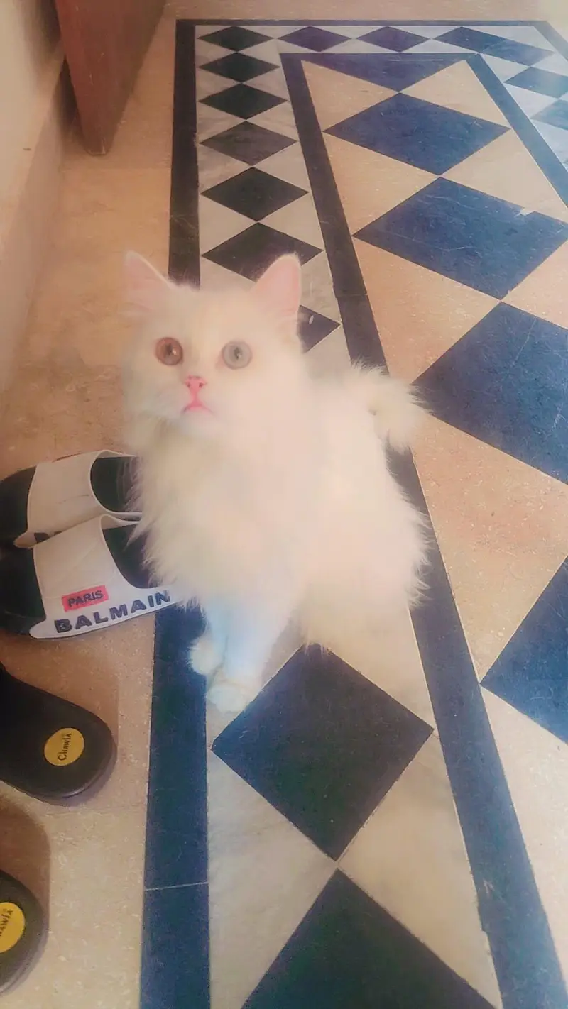 Persian cat — photo 2