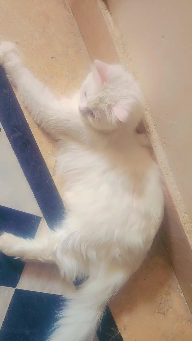 Persian cat — photo 3