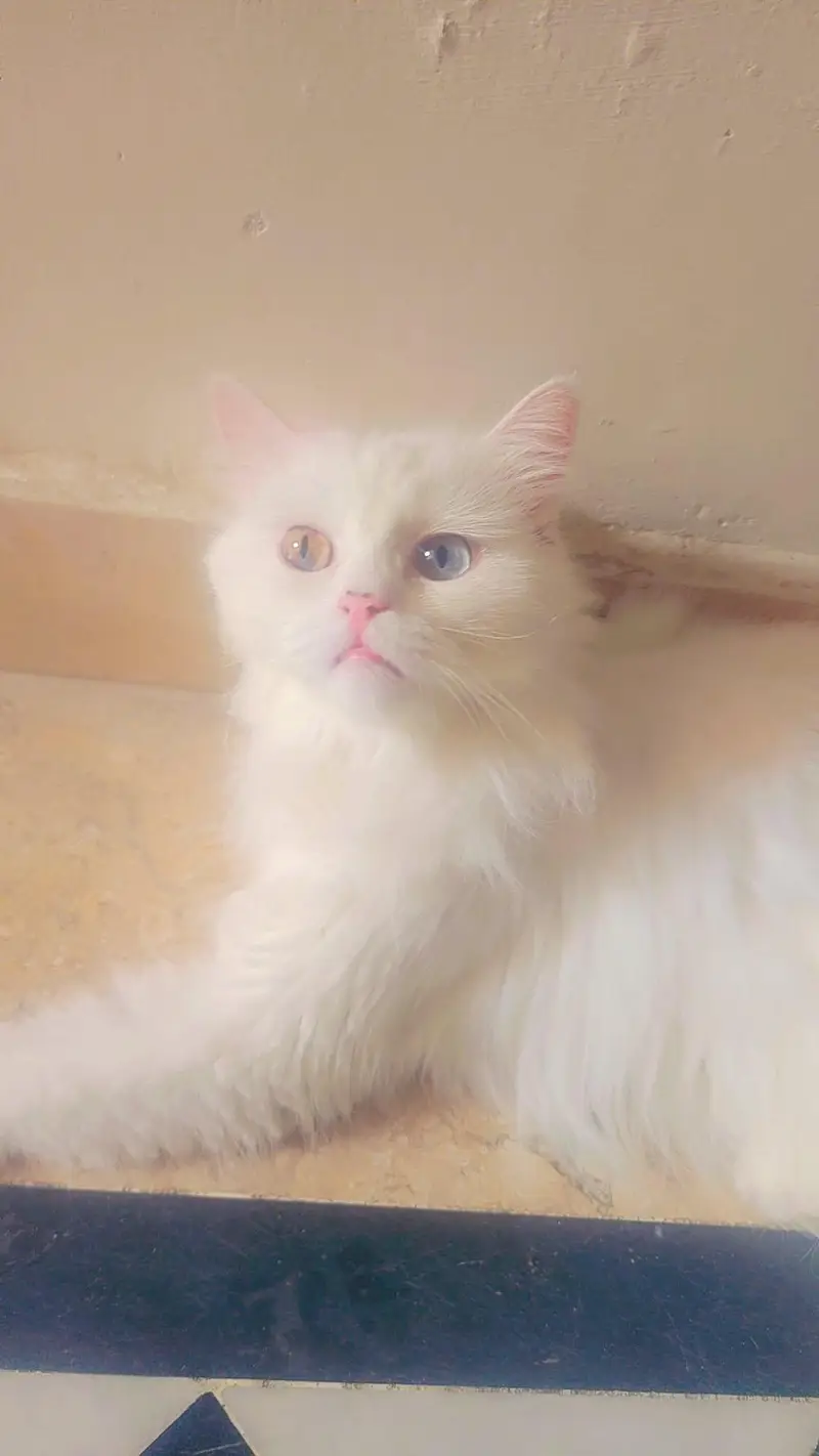 Persian cat — photo 4