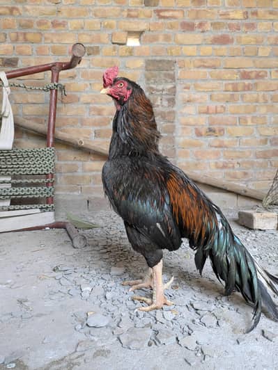 Aseel hen mianwali