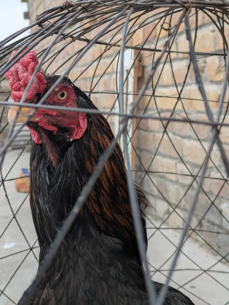 Aseel hen mianwali — photo 2