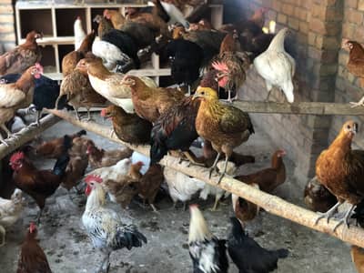 golden misri hens
