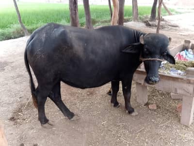 healthy buffallo