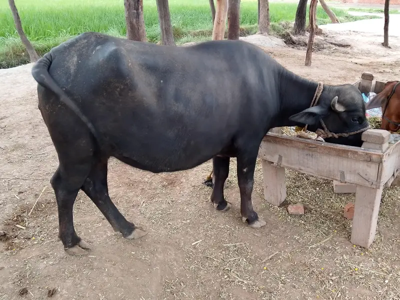 healthy buffallo — photo 3