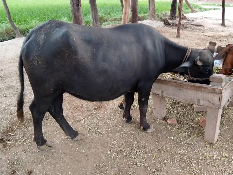 healthy buffallo — photo 4