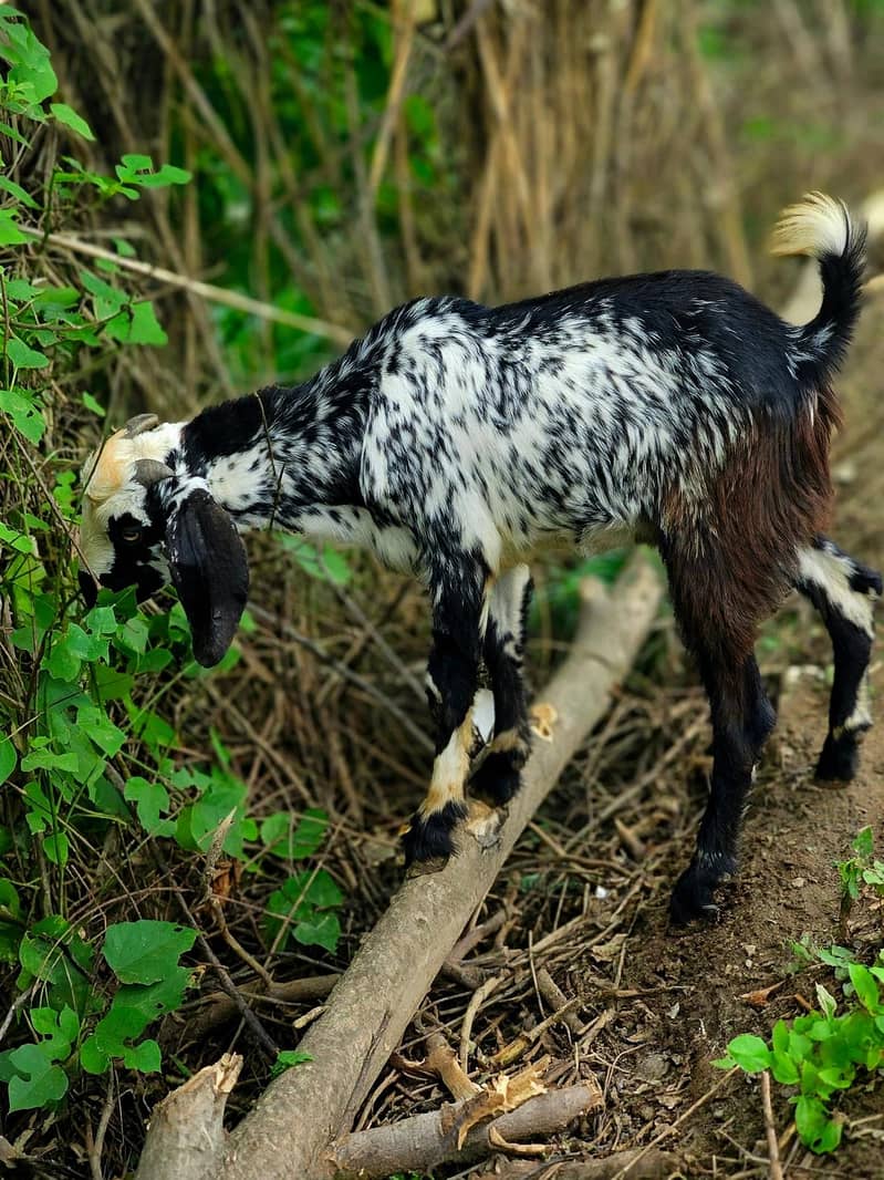 Cross breed bakra 0