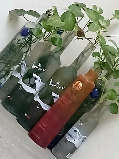 empty different design imported plants bottles
