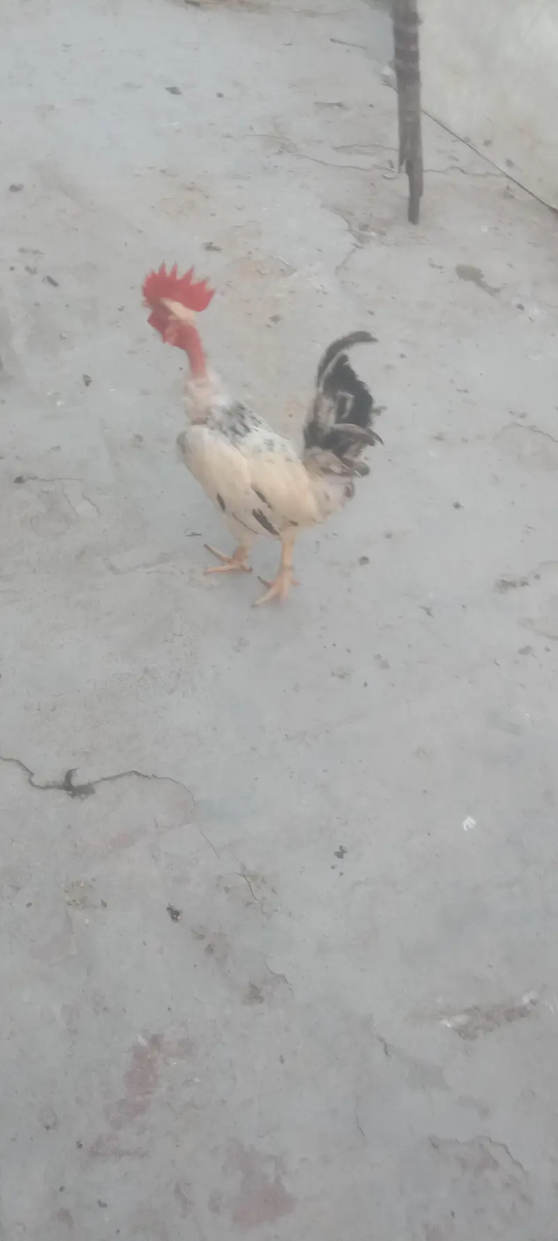 Desi Misri Murga — photo 2