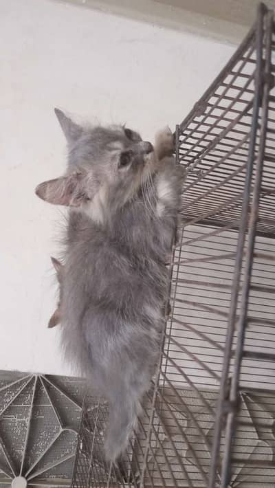 Doll face percian kitten