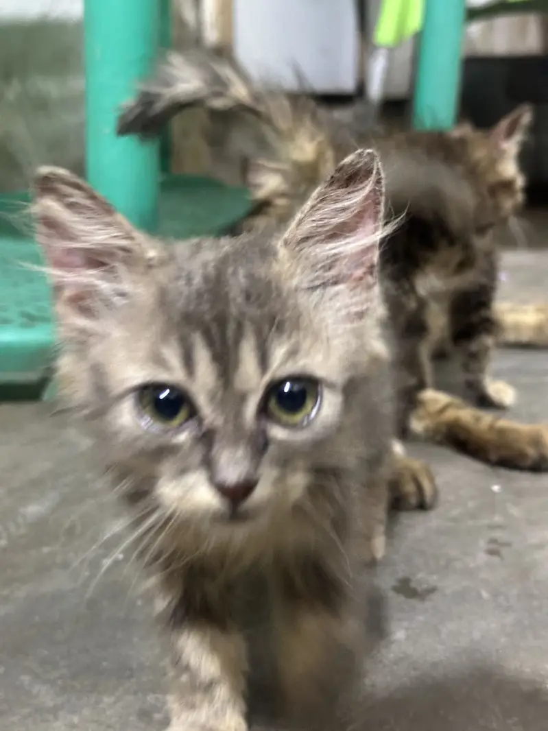Doll face percian kitten — photo 2