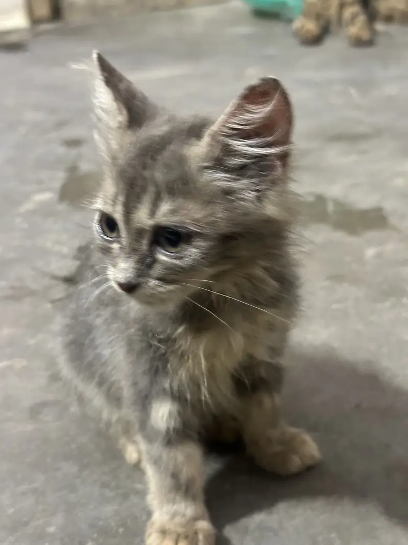 Doll face percian kitten — photo 3