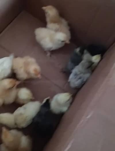 chicks bantem and have buff