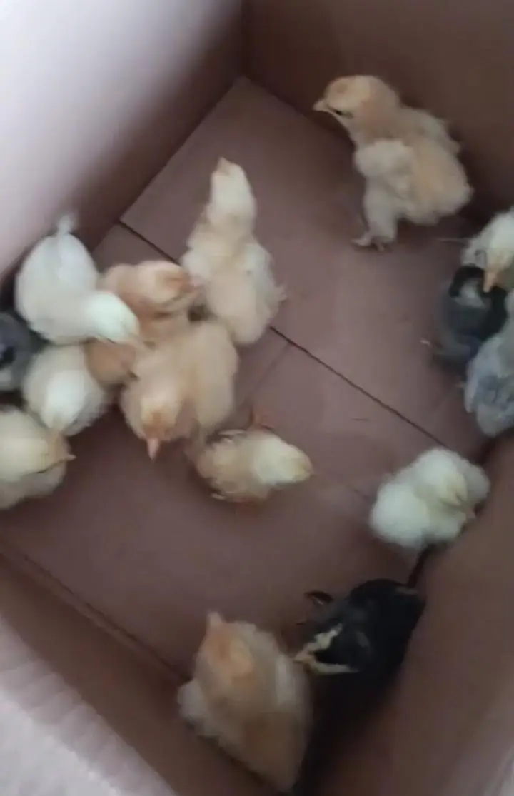 chicks bantem and have buff — photo 2