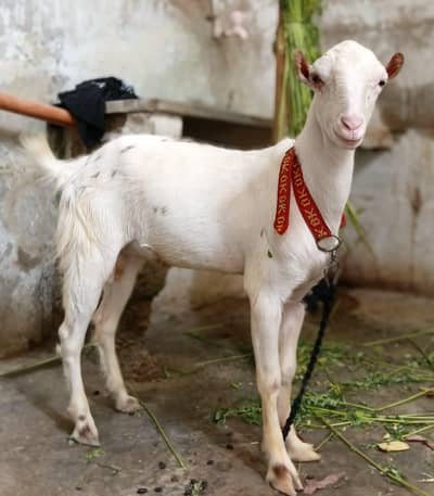 gulabi teddy pointed male