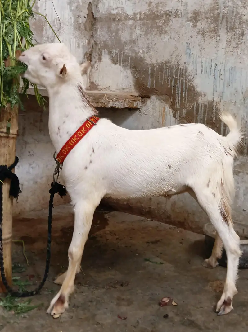 gulabi teddy pointed male — photo 2