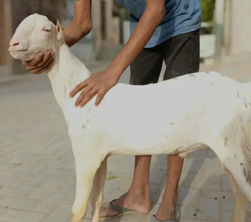 gulabi teddy pointed male — photo 3
