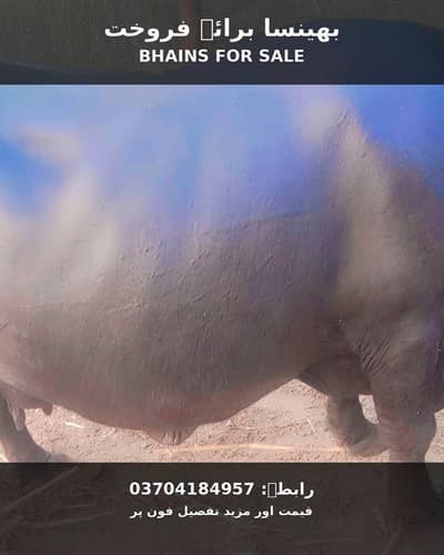bheans for sale,
