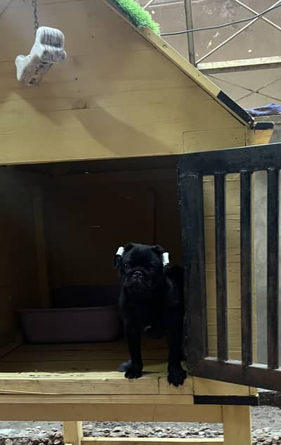 Pug male