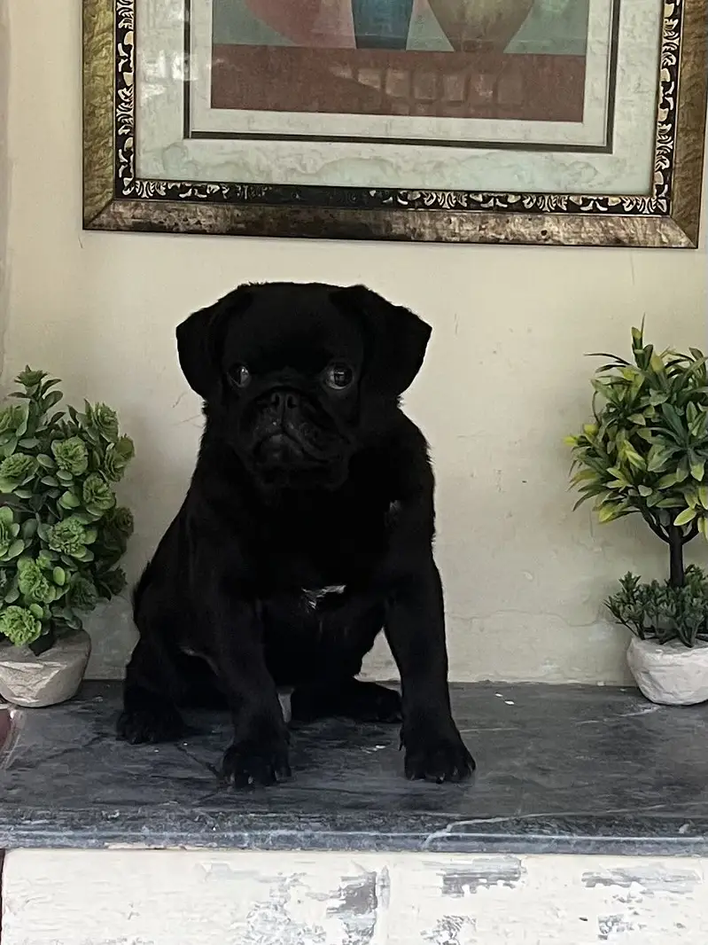 Pug male — photo 2
