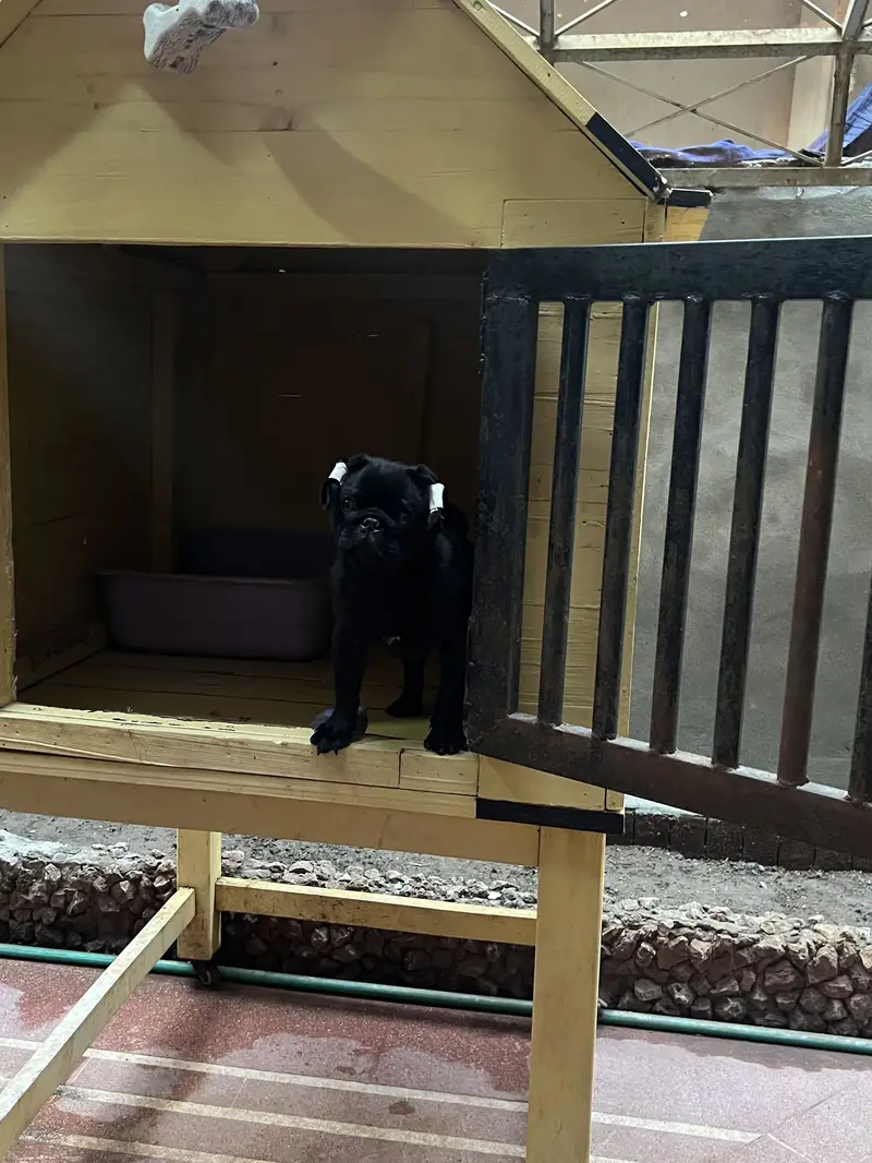 Pug male — photo 3