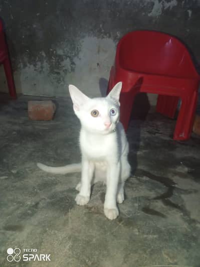 Beauty with quality Bread for sale Price according to customer demand