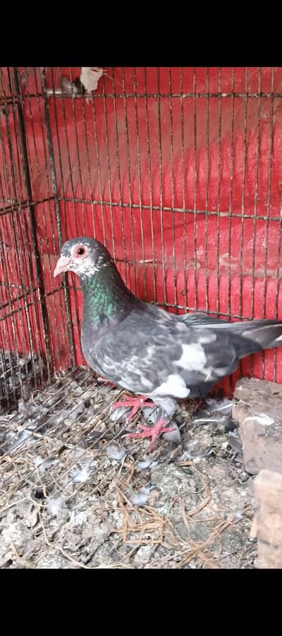 Mena breeder pair