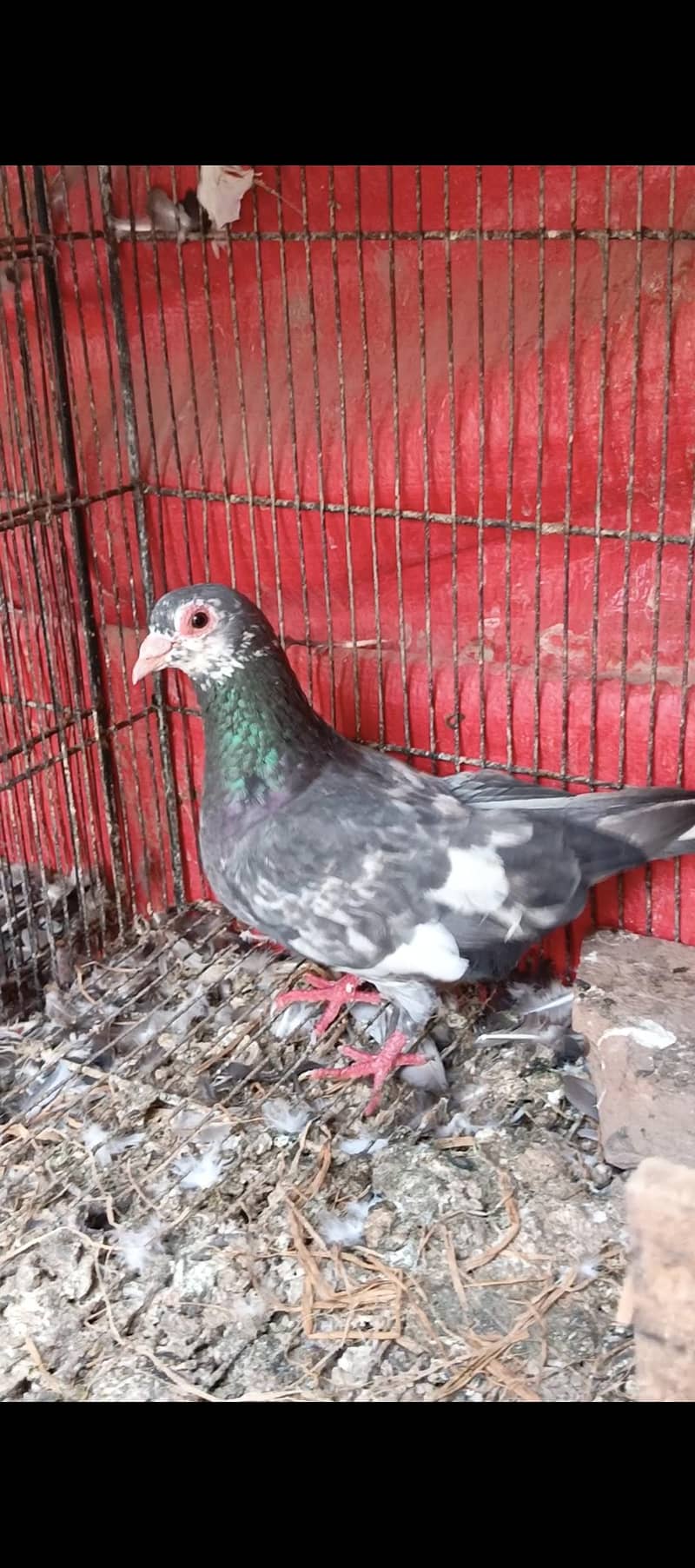 Mena breeder pair 0