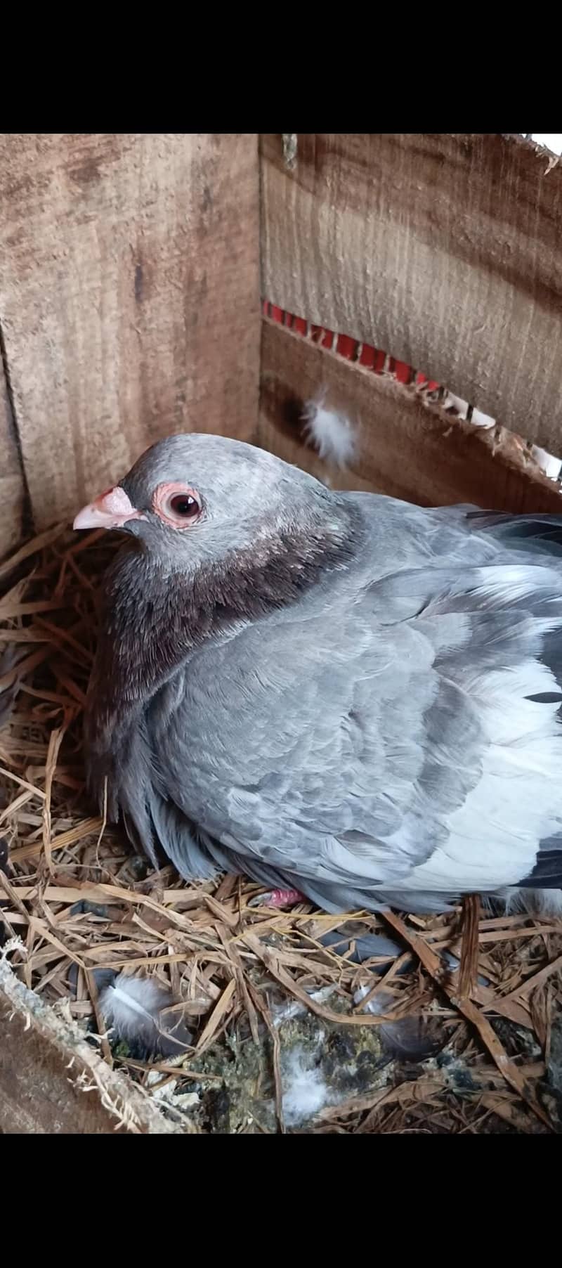 Mena breeder pair 1