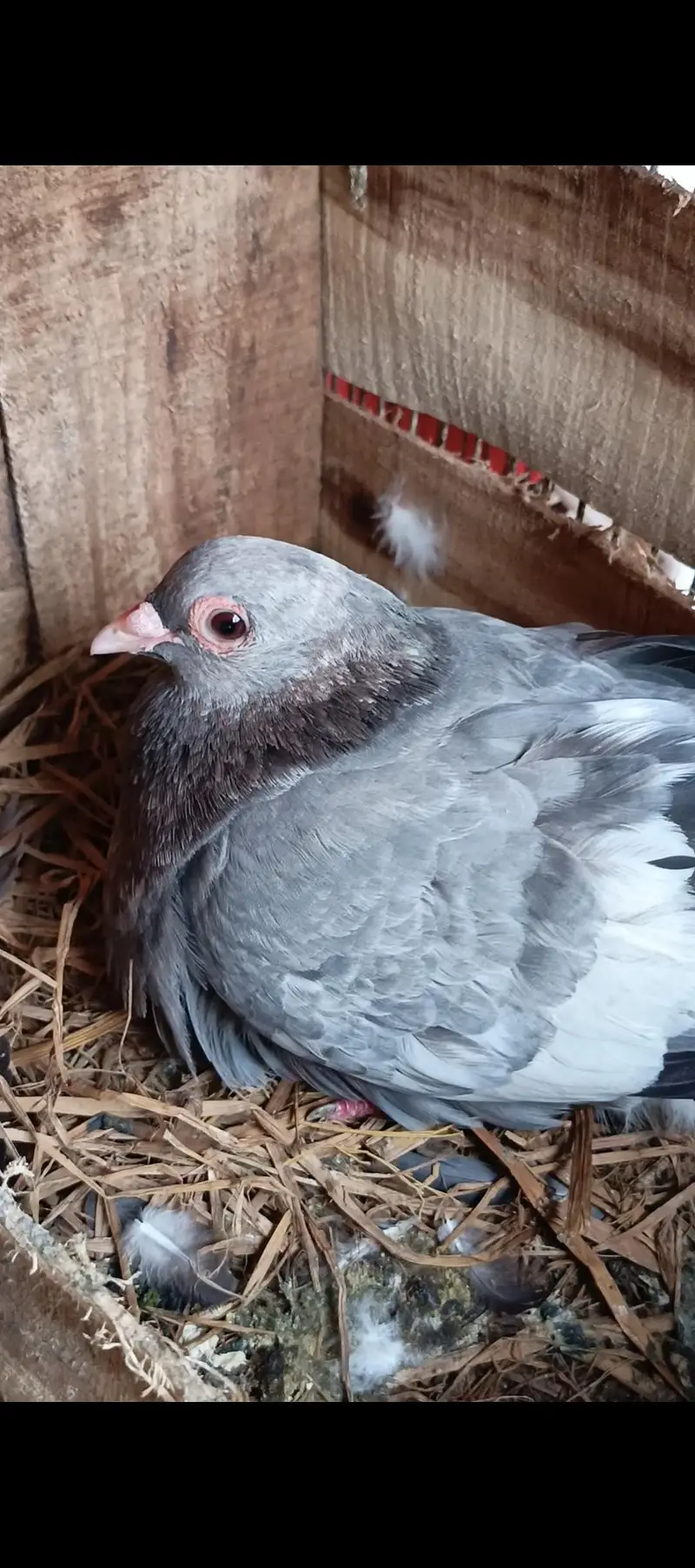 Mena breeder pair — photo 2