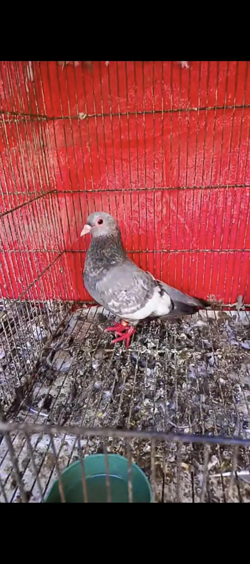 Mena breeder pair — photo 4