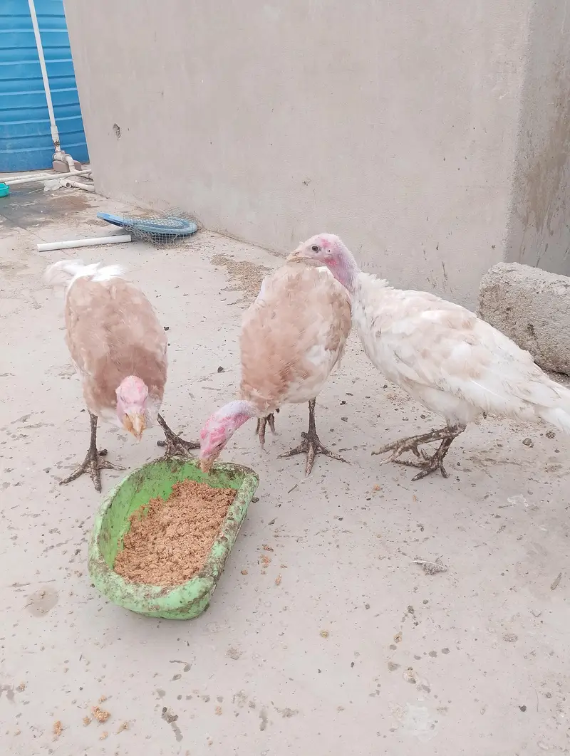 turkey checks — photo 2