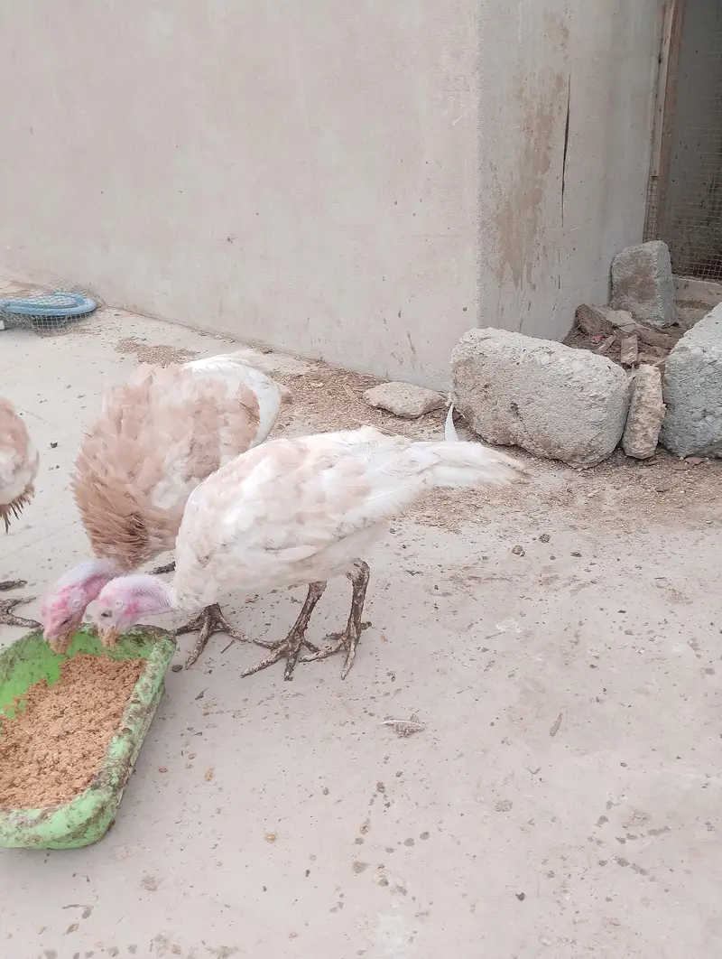 turkey checks — photo 3